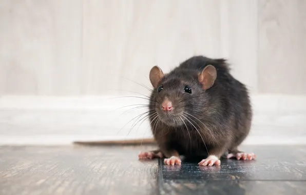 Problem, pet, rat, portrait, mammal, on the floor, pests, phobia