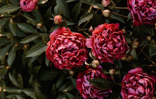 Leaves, flowers, red, garden, buds, the bushes, peonies, Terry