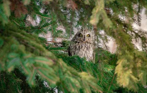 Wallpaper owl, owl, needles, bird, branches