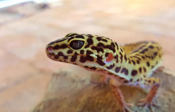 Reptile, gecko, leopard gecko