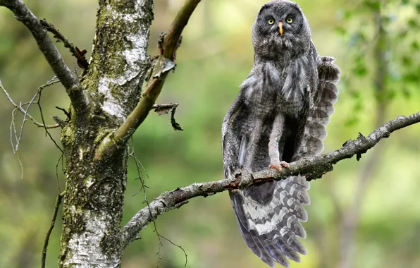 Branches, nature, pose, tree, owl, bird, wings, paws