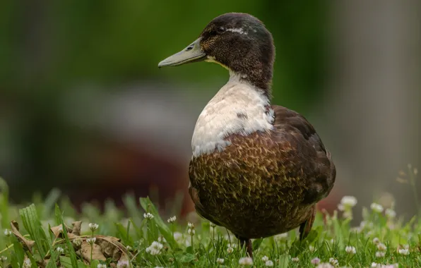 Picture grass, nature, grey, background, bird, glade, duck, clover