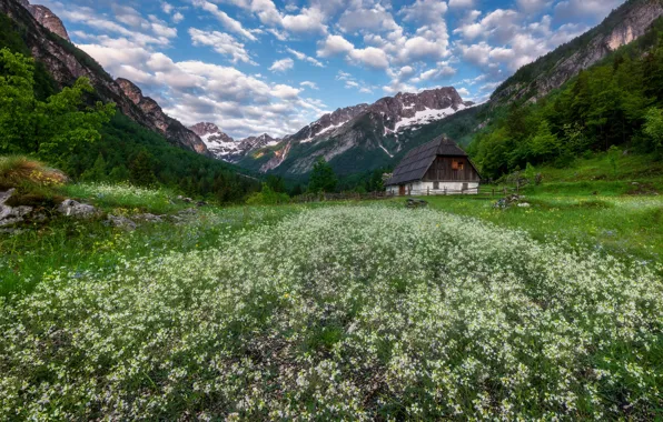 Flowers, mountains, house, valley, meadow, Slovenia, Slovenia, The Julian Alps