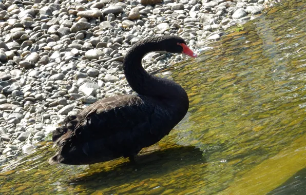 Animals, lake, pond, widescreen, black, wallpaper, Swan, swans