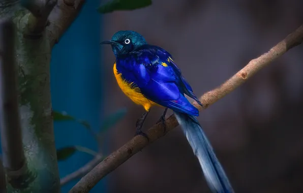 Picture bird, branch, Златогрудый спрео