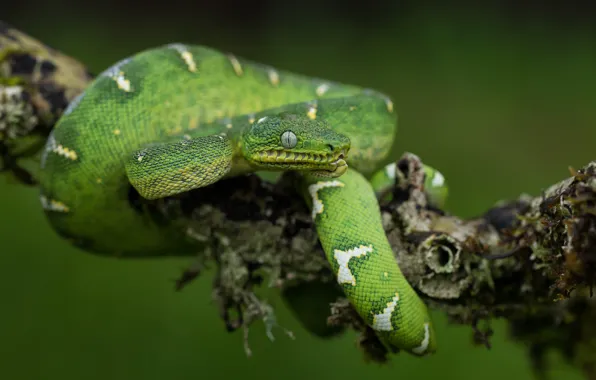 Picture look, green, background, moss, snake, branch, Python, green