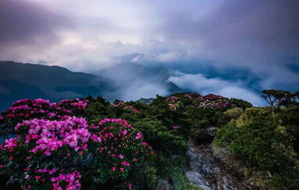 Flowers, mountains, fog, hills, the slopes, view, beauty, spring