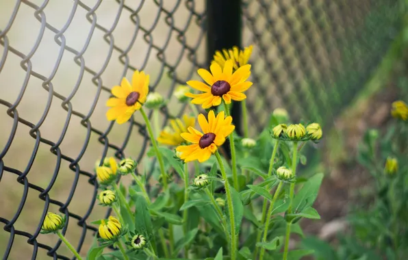 Flowers, stems, the fence, petals, buds