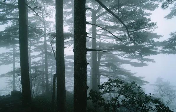 Picture forest, trees, fog