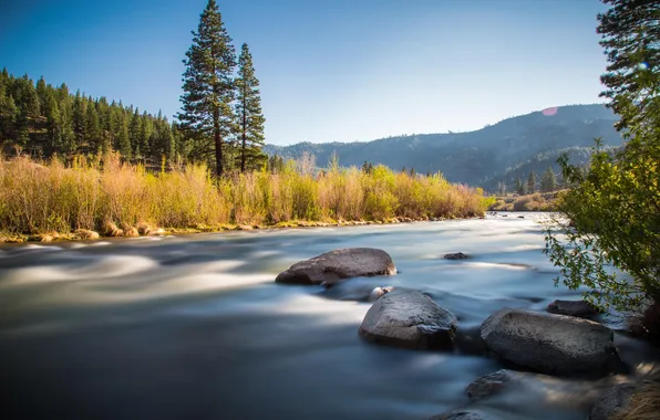 Forest, trees, nature, river