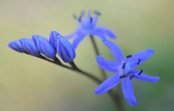 Flower, macro, flowers, blue, spring, buds, primrose, snowdrop