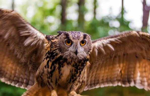 Owl, bird, wings