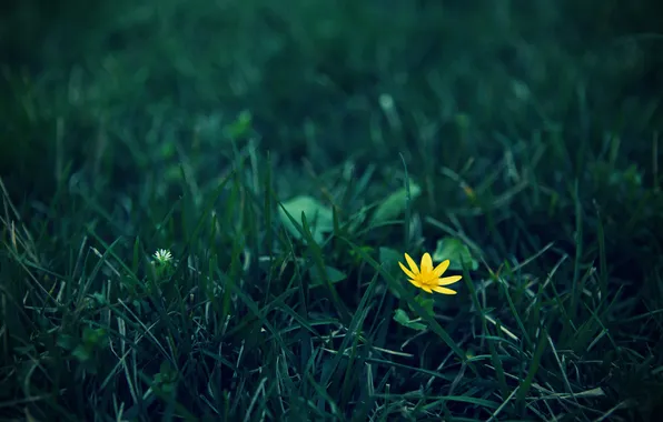 Grass, flowers, yellow, zelenui