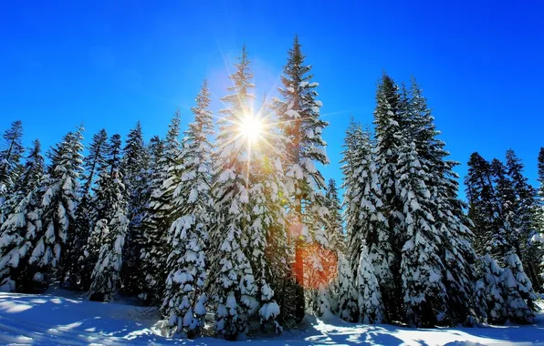 Picture winter, forest, the sun, trees, tree