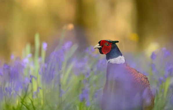 Look, flowers, nature, background, bird, glade, portrait, bells