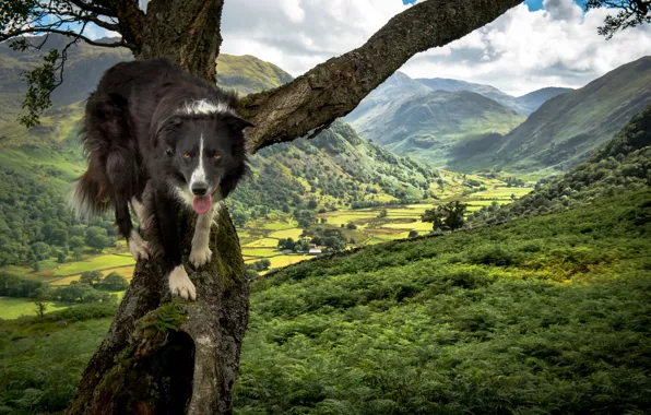 Greens, landscape, mountains, nature, tree, valley, The border collie