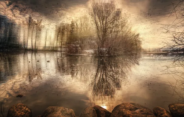 Picture water, trees, reflection, duck, treatment