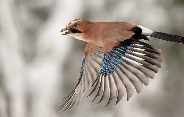 Bird, flight, food, seed