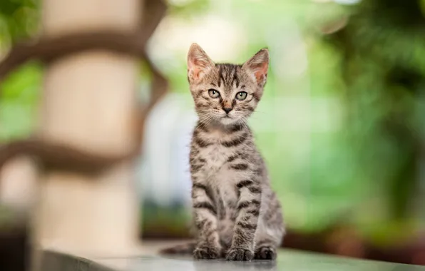Cat, look, light, pose, grey, baby, kitty, face