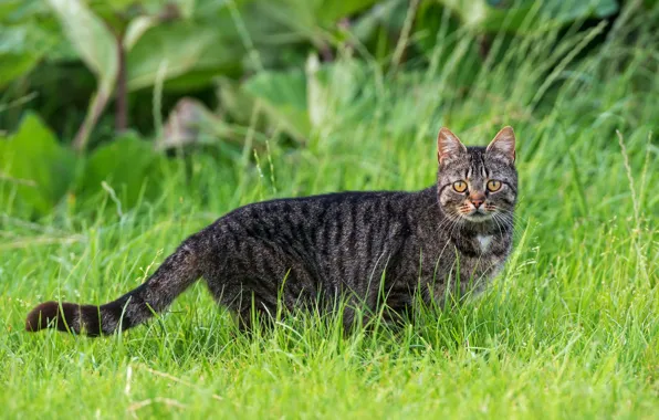 Greens, cat, summer, grass, cat, look, leaves, pose