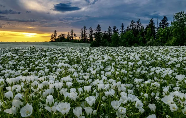 Field, forest, the sky, sunset, flowers, clouds, dal, ate