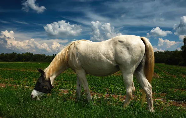 Field, white, grass, clouds, horse, horse, spring, pasture