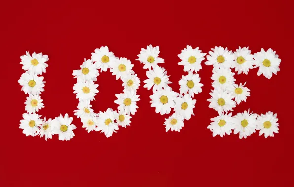 Picture love, flowers, letters, chamomile, love, flowers, romantic, camomile