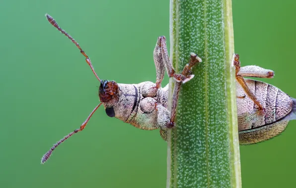 Macro, pose, beetle, stem, insect