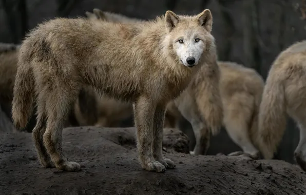 Nature, face, animal, wolf, wildlife, head, fur, mammal