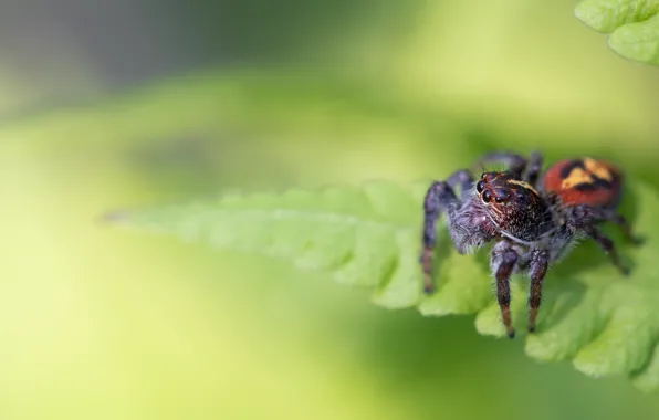 Leaf, spider, bokeh, jumper, jumping spider