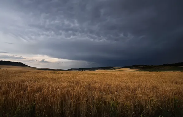 Field, clouds, rye, ears, cereals, storm, gloomy sky, rye field