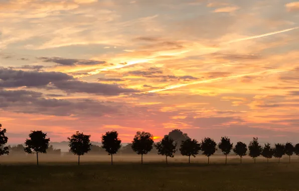 Picture the sky, trees, nature, fog, a number