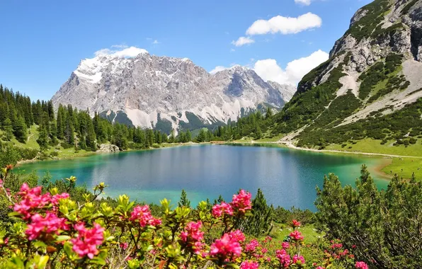 Picture forest, the sky, clouds, trees, landscape, flowers, mountains, nature