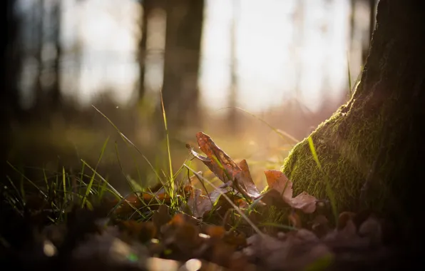 Picture autumn, forest, grass, leaves, macro, nature, photo, background, tree, Wallpaper, moss, plants, wallpapers