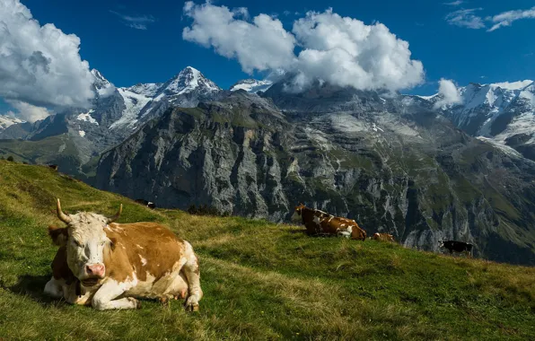 Mountains, Switzerland, cows