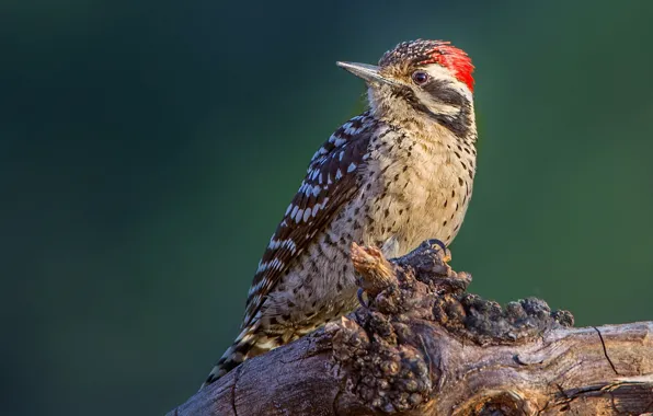 Picture bird, beak, Texas woodpecker