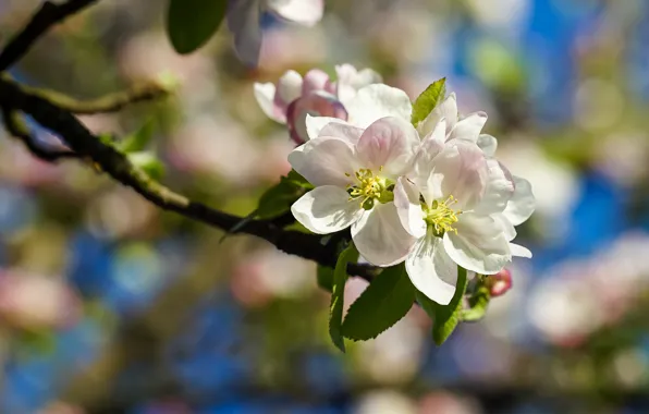 Flowers, branches, spring, Apple, flowering, bokeh, in bloom, Apple blossoms