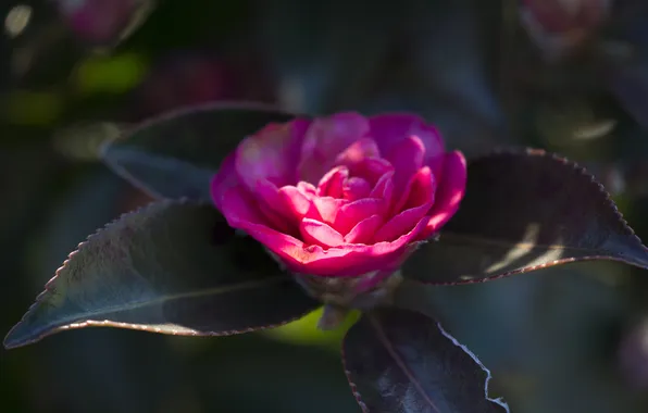 Branches, petals, pink, buds, Camellia