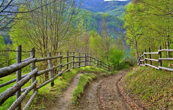 Road, summer, the fence
