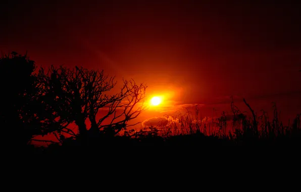 The sky, the sun, clouds, trees, sunset, silhouette