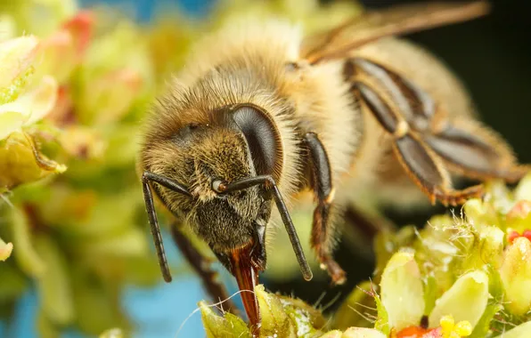 Flowers, bee, insect, bokeh