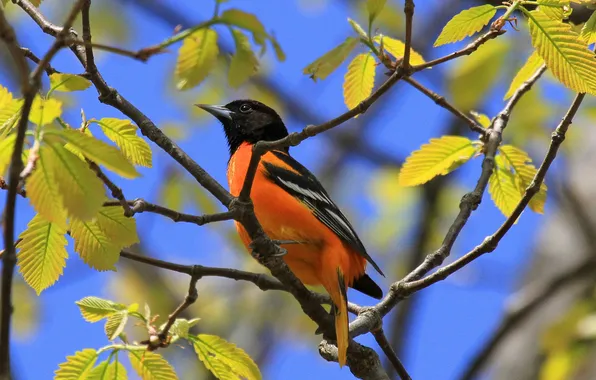 The sky, leaves, branches, tree, bird