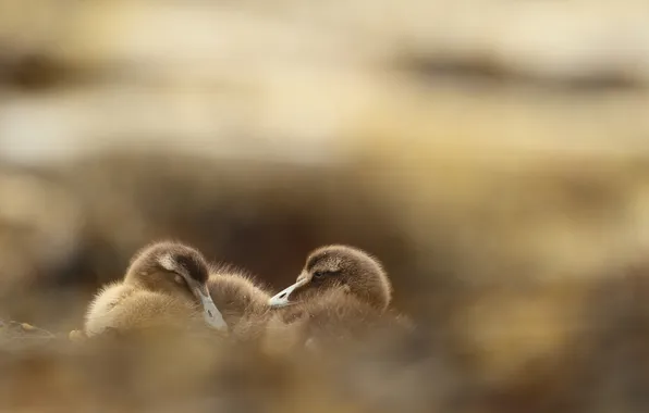 Picture background, two, ducklings, lie