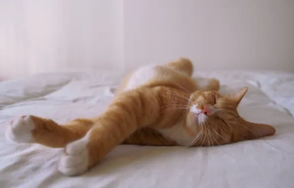 Cat, cat, pose, sleep, red, sleeping, bed, stretching