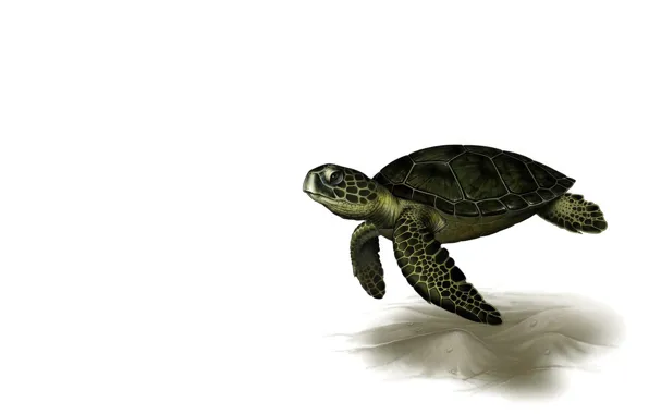Picture rendering, turtle, art, Leslie Casilli, Sea Turtle