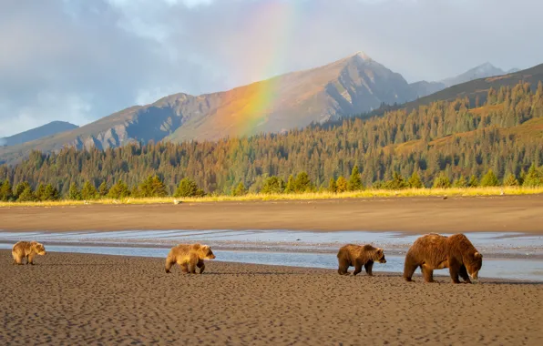 Picture forest, mountains, shore, bear, bear, walk, pond, bear