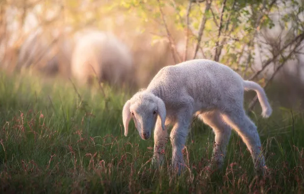 Grass, look, nature, baby, white, lamb, cub, sheep