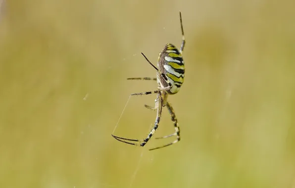 Summer, macro, spider
