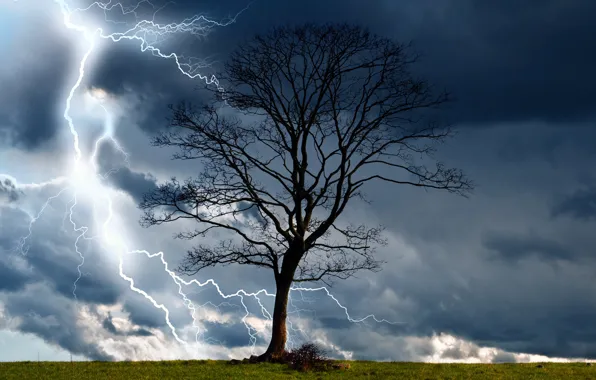 The storm, trees, clouds, nature, lightning