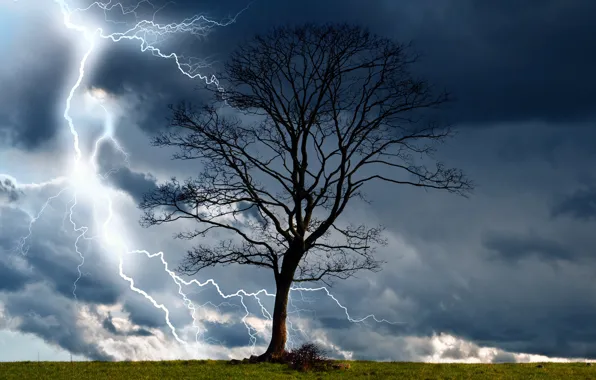 The storm, clouds, nature, tree, lightning